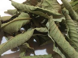 GOYAVE FEUILLES 100GR