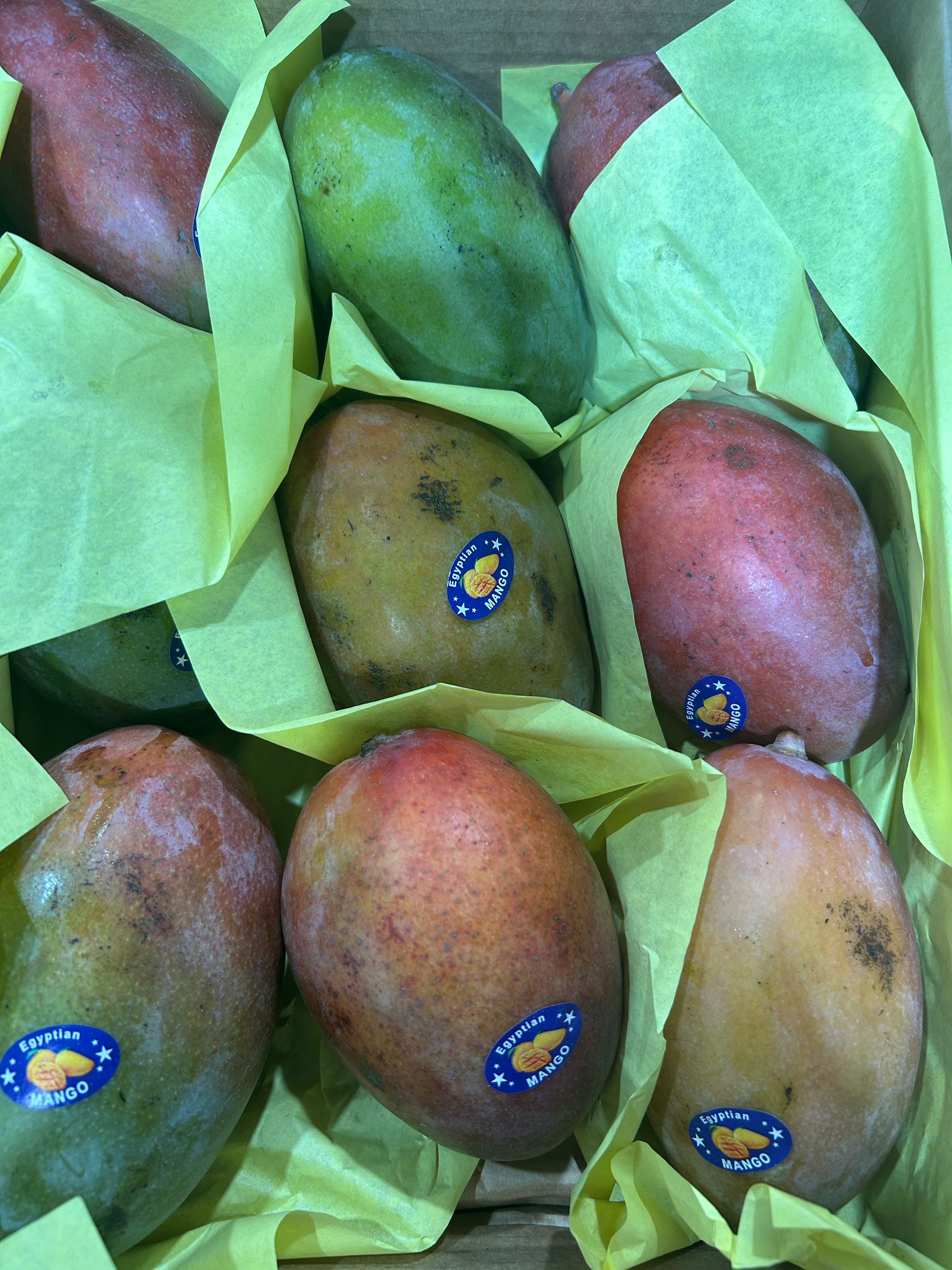 MANGUES EGYPTIENNE
