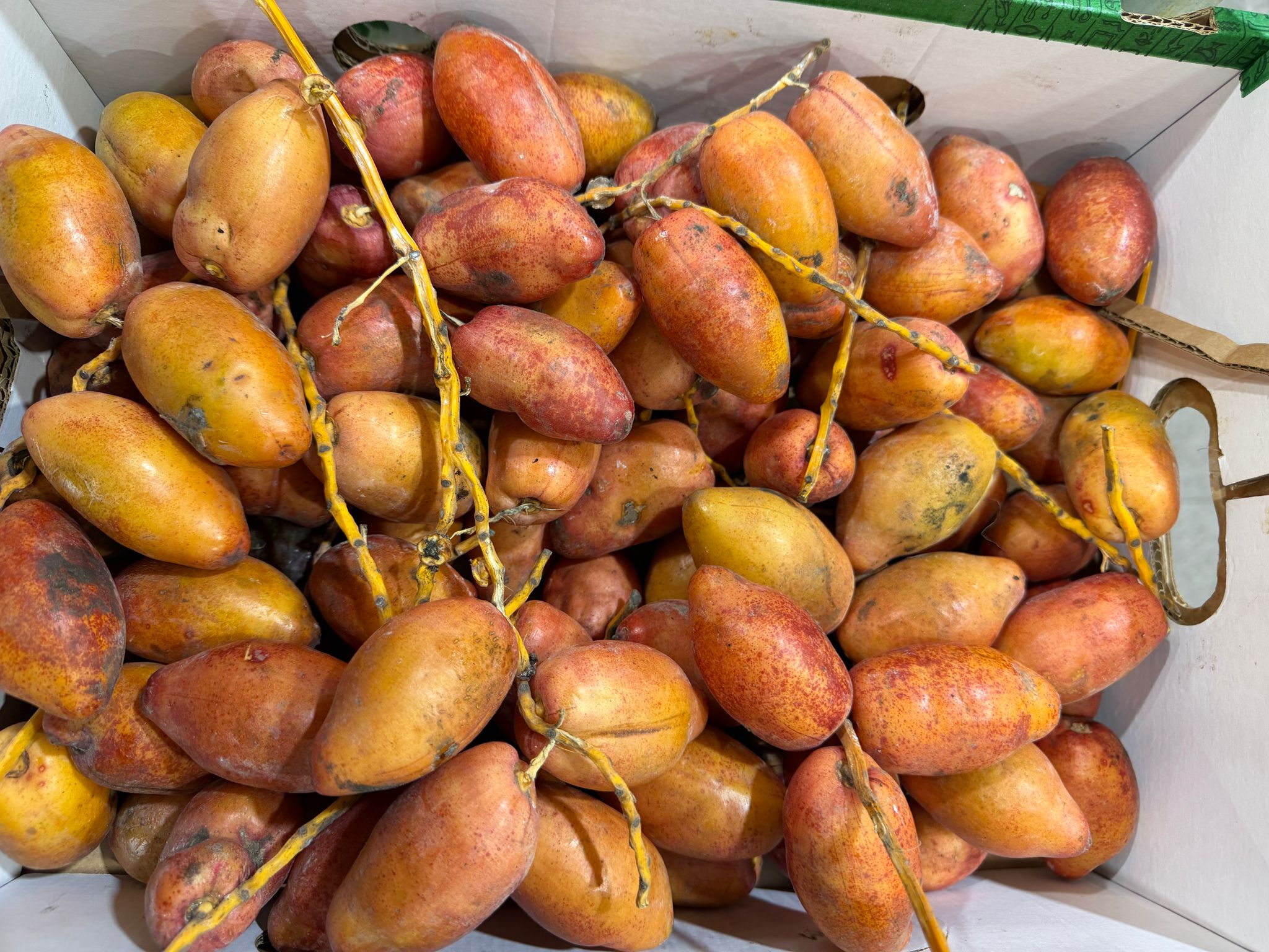 BALAH ZEGHLOUL / LB (DATES EGYPTIENNE)