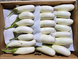 WHITE EGGPLANT/CASE