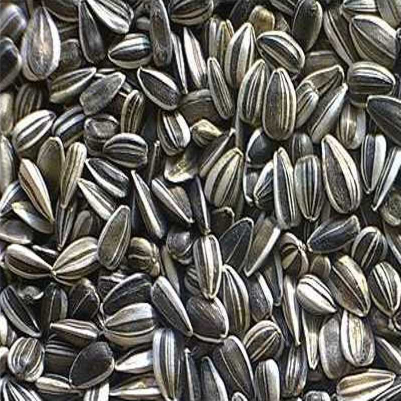 GRAINES DE TOURNESOL SALÉES 300GR