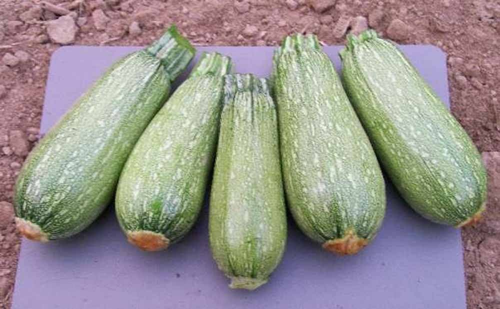 COURGETTE GRIS 1KG