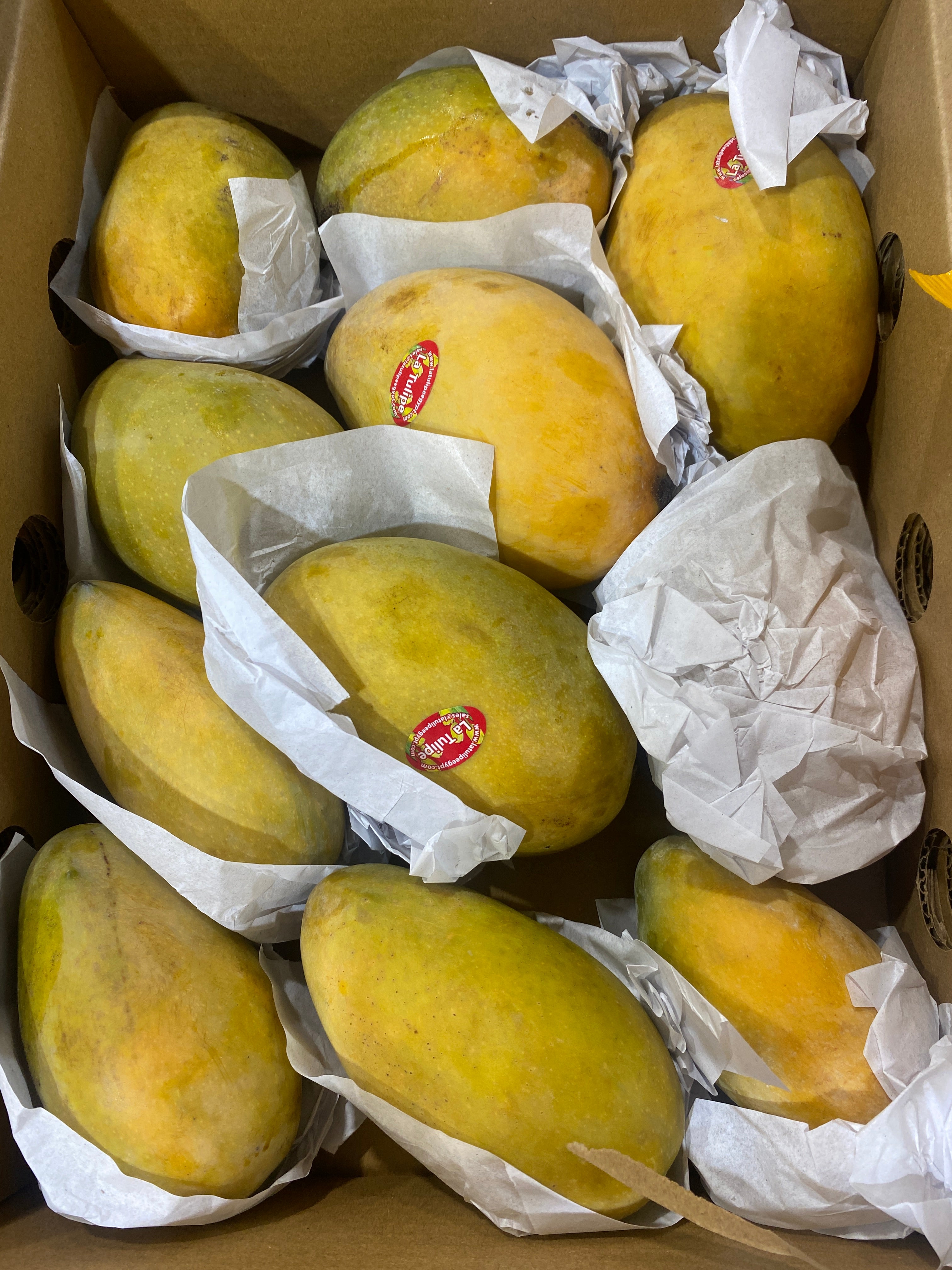 MANGUE AOUISS LA TULIPE