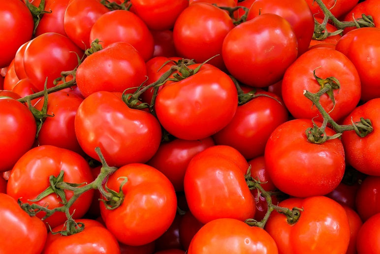 TOMATE VIGNE 1LB