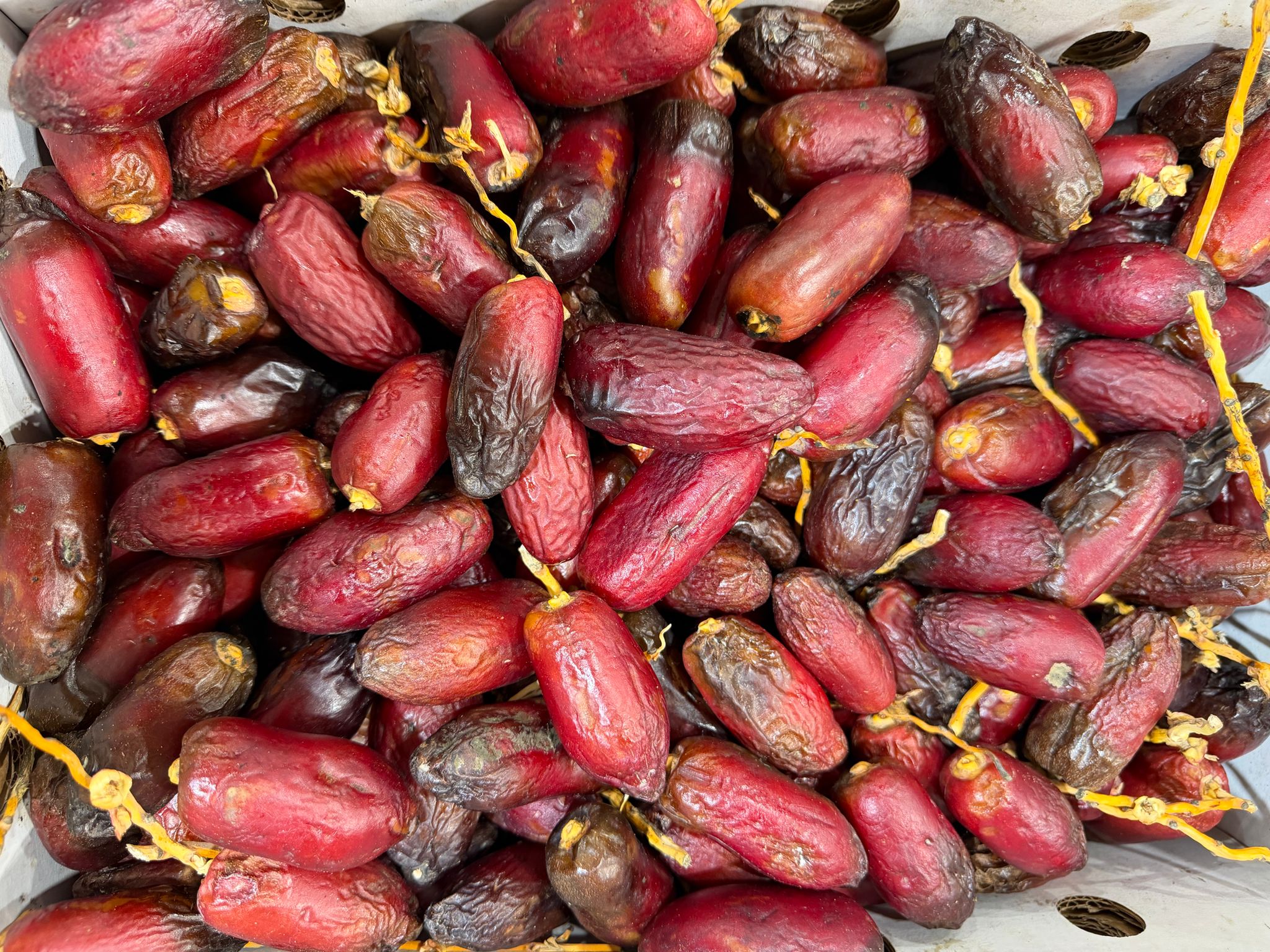 BALAH ZEGHLOUL / LB (DATES EGYPTIENNE)