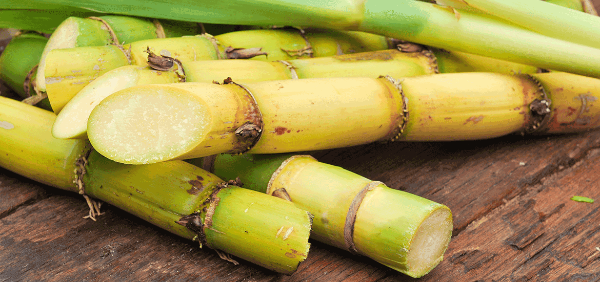 Canne a sucre vert