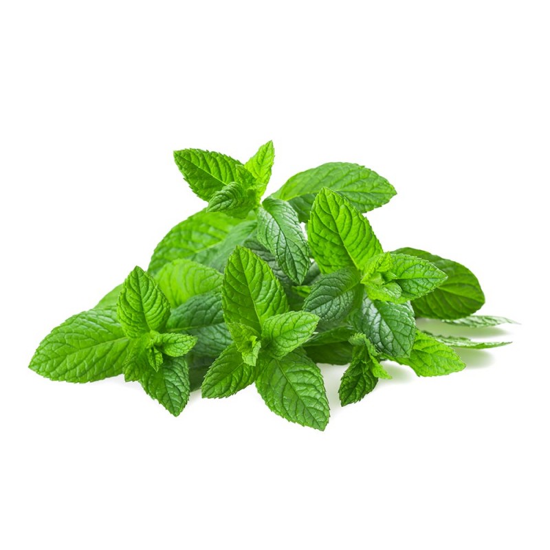 MOROCCAN MINT